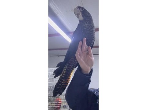 Resmi belgeli yavru evcil red tail black kakadu papağanı