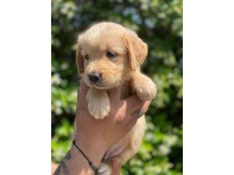 Aile köpeği golden retreiwer
