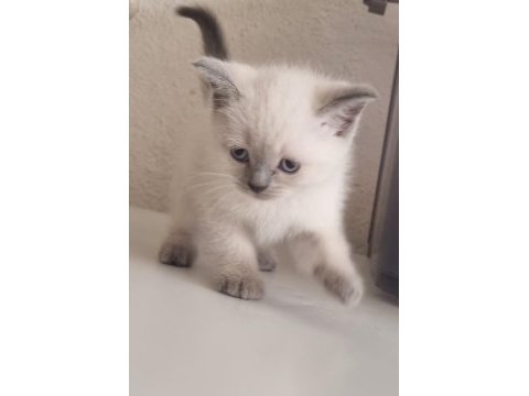 Mavi gözlü scottish fold yavrular