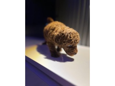 2.5 ayluk tea cup toy poodle kore kan safkan ırk