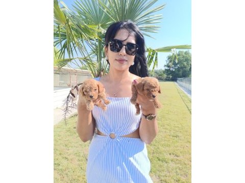 Maltipoo yavrularım çok sevimliler