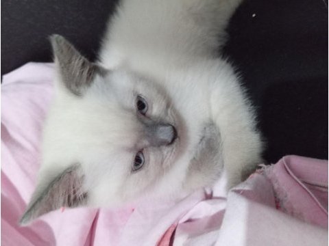 2 aylık 2 adet dişi ve 1 adet erkek kediler