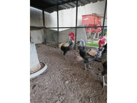 Damızlık köy horozları