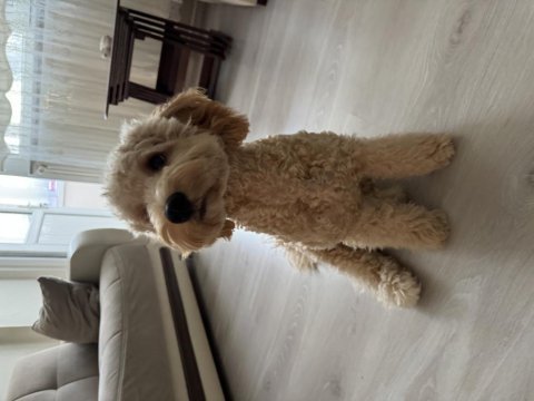 7 aylık poodle