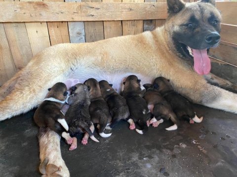 American akita