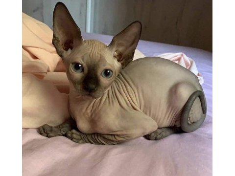 Ozyfelınes seçkin sphynx yavruları