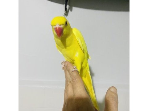 Sarı yavru maskot bir pakistan papağanı
