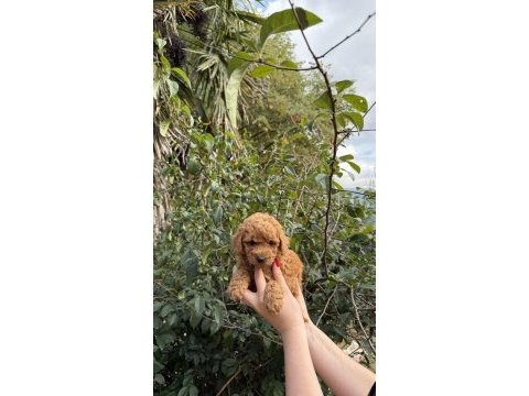 Toy poodle köpeği