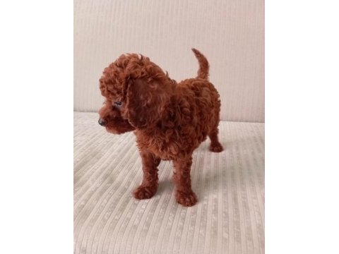 Dark red brown toy poodle