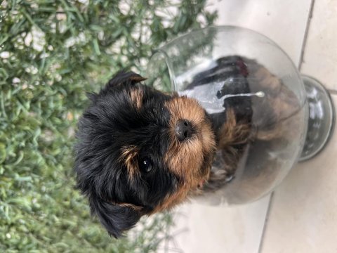 Bebek yorkie son kalan erkek yavru