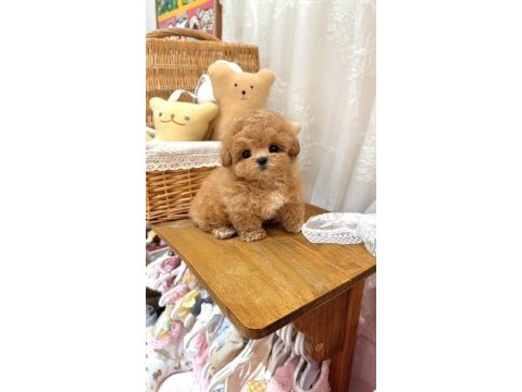 Kore maltipoo yavrular
