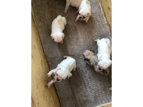 Egzotik beyaz pug yavrularım özel olmak istiyorum diyorsan