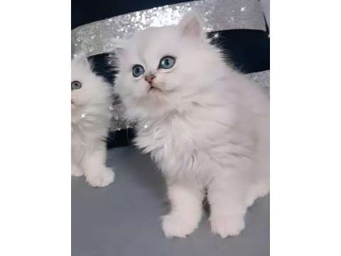British longhair ares paşa longhair