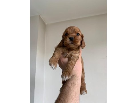 Cocker bebekler yeni yuva arıyor