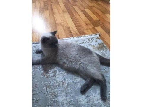 British shorthair blue point