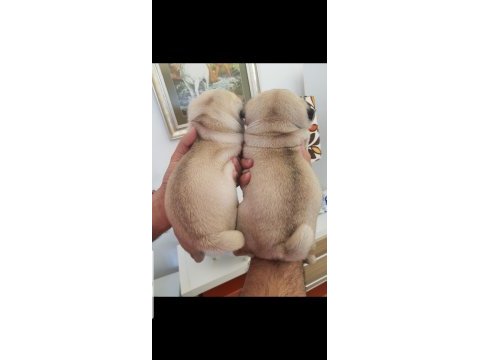Safkan a kalite muhteşem pug yavruları