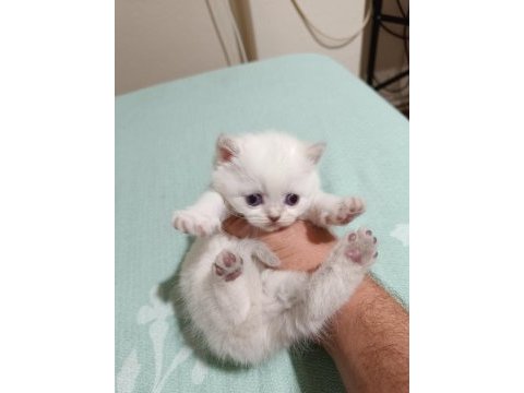 Bluepoint bebişler british shorthair