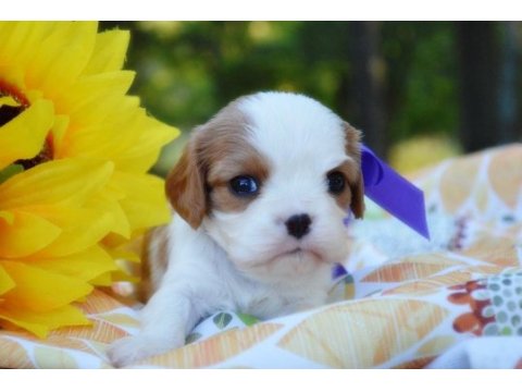 Ailelere uygun cavalier king charles