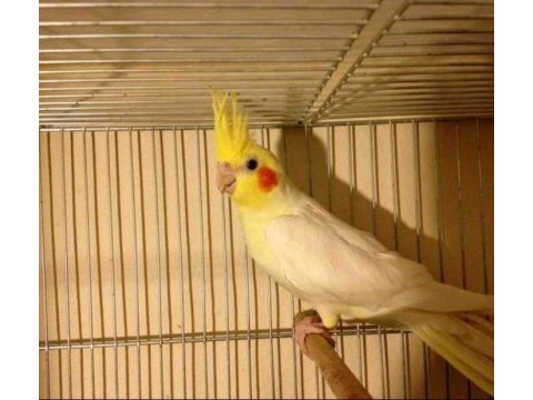 Sultan papağanı üç aylık