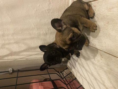 French bulldog