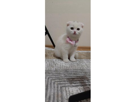 2 aylık scottish fold