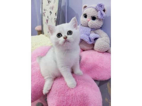 Safkan scottish fold ve straight yavrular catteryden
