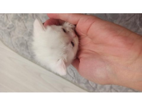 Dişi erkek british shorthair yavrular rezerveye açıktır