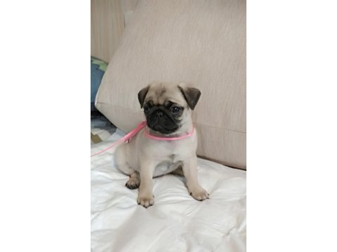 Şaşkın bakışlım pug yavrularım