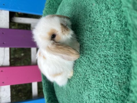Safkan lop bebek tavşanlar