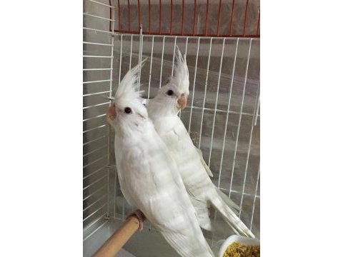 Uygun rakamlı lutino albino yavru bebek sultanlar