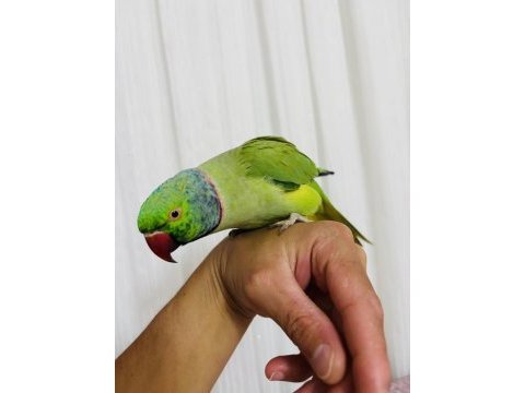 Evcil konuşan erkek portakal kafa pakistan papağanı