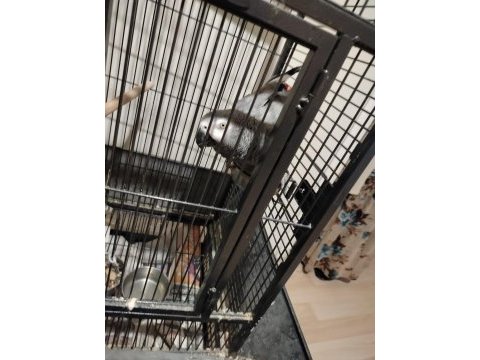 Jako papağanım kedi gibi miyavlar