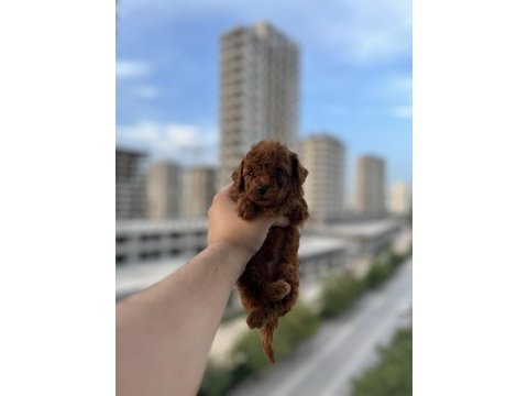 Mini boy toy poodle