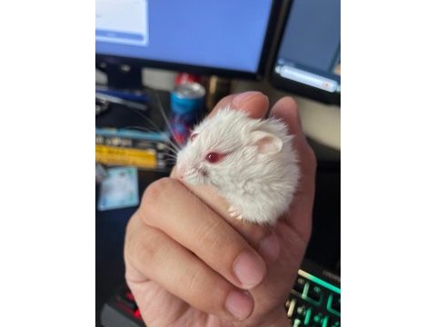 Hamsterlar beyaz kahve