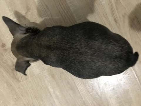 2.5 aylık çok uygun fiyata verilecek french bulldog
