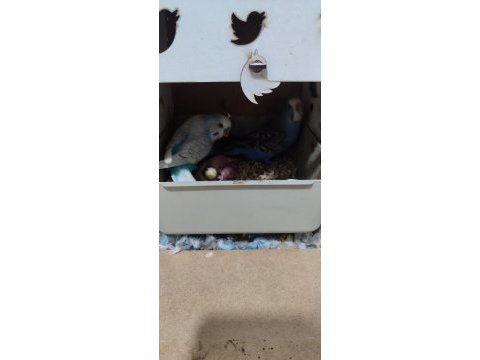 İki yavrusu ile birlikte takım muhabbet kuşu