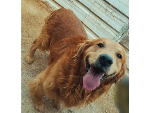 Golden retriever gerçek orjinal bebekler