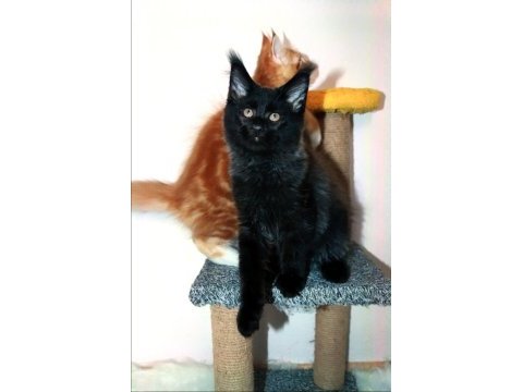 Safkan şecereli dev cüsseli maine coon erkek