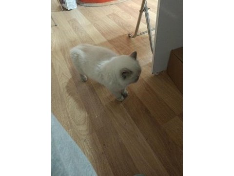 Exotic shorthair dişi kısır değil