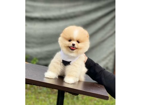 Yeni evlerine gitmeye hazır pomeranian yavruları