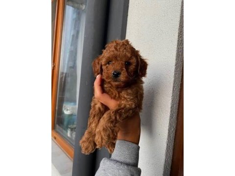 Toy poodle yavru çeşitleri