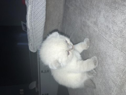 Eklem ağrısız scottish fold yavrular