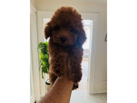 3 aylık dişi kore poodle