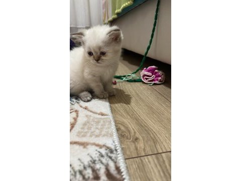 Lynx point british bebekler