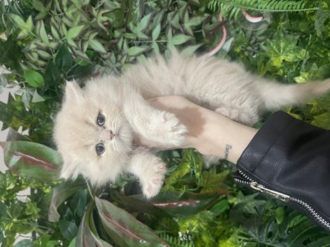Bebeksi british longhair yavrularım