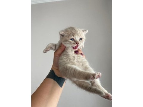 British shorthair yavrular 3 dişi 1 erkek