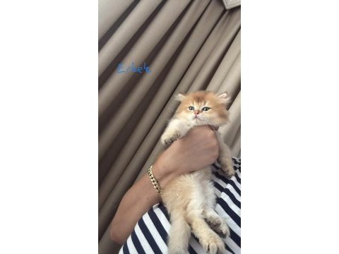 Golden ve beyaz üst kalite cins uzun tüylü kedilerim
