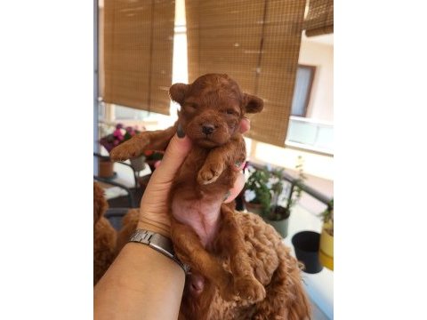Harika korekan poodle ayı surat teddy bear