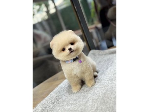 Sağlık ve ırk garantili pomeranian köpeği