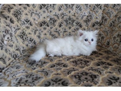 Son kalan a kalite dişi british longhair